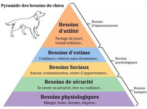 pyramide-des-besoins-canins
