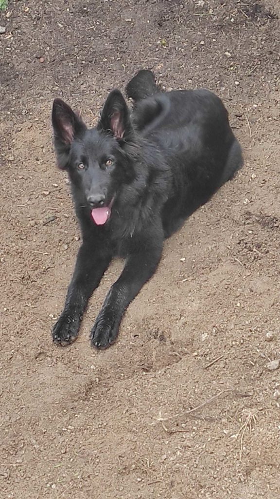 Laïka
